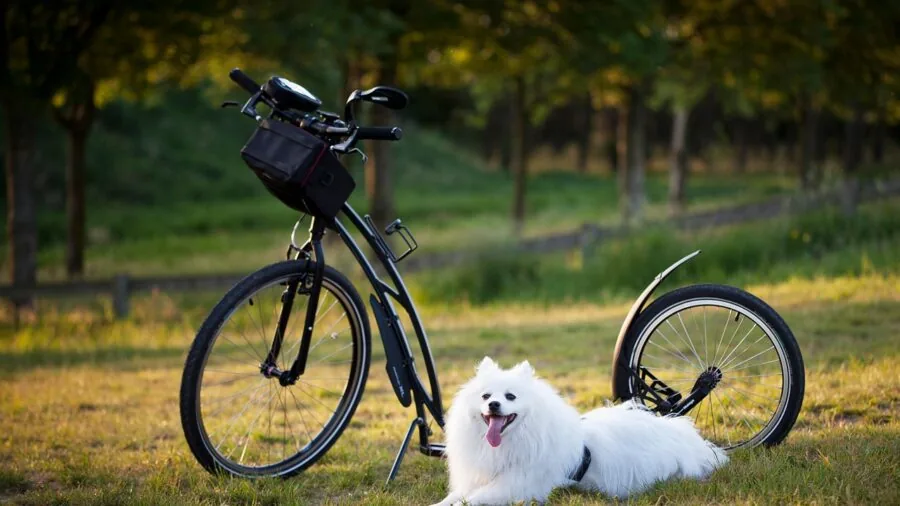 Dog owner checking pet health metrics on smartphone while dog rests indoors