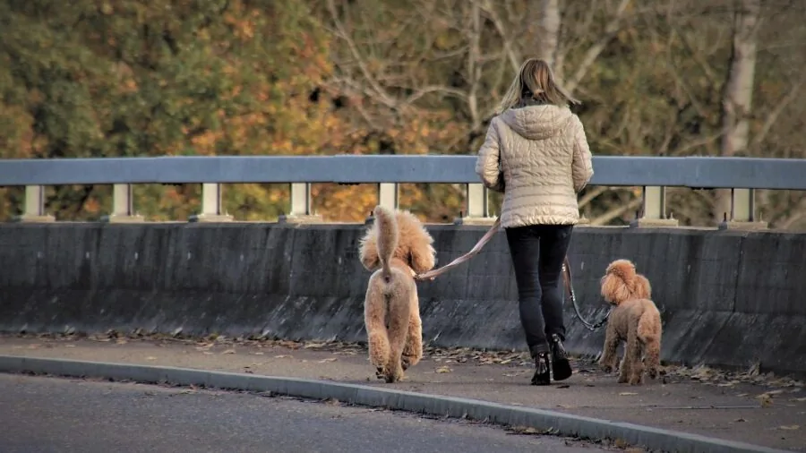 Dog owner walking pet on leash in park, showing leash attachment and outdoor dog walking lifestyle