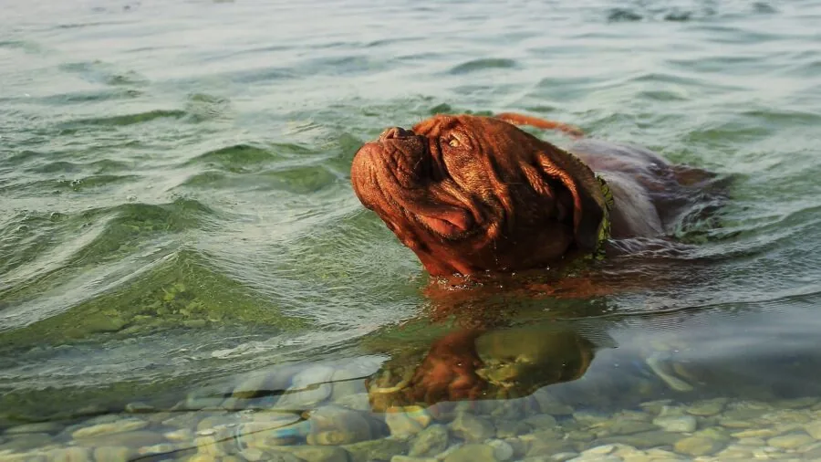Dog playing in water during outdoor swimming activity