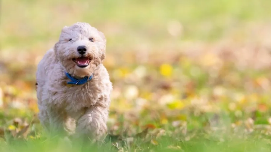Dog playing outdoors with a safe toy in natural daylight