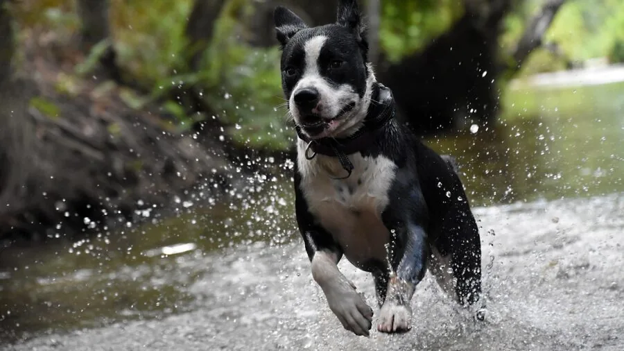 Dog playing outside in wet conditions, depicting real-world scenarios for outdoor pet gear durability