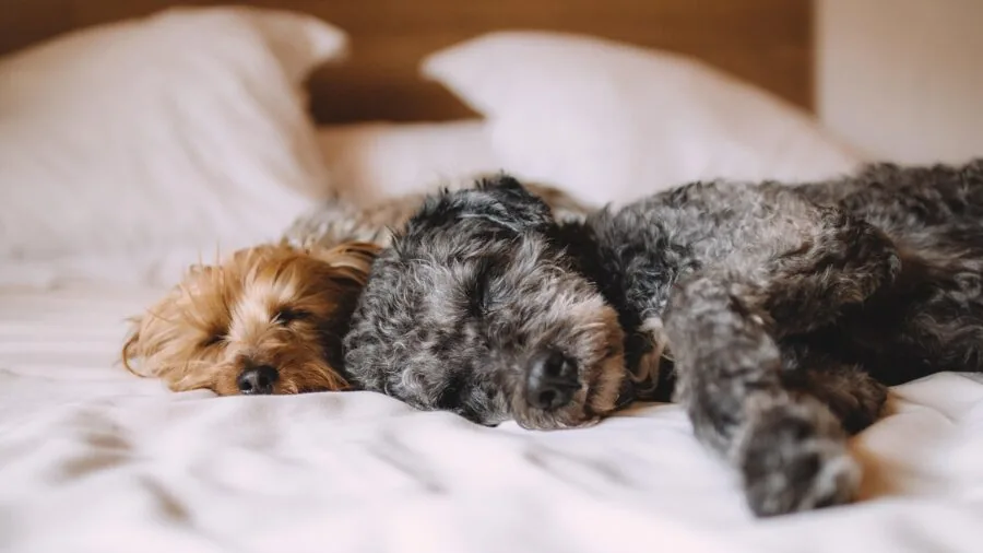 Dog relaxing comfortably on a soft supportive bed, showing proper spinal alignment and pressure relief