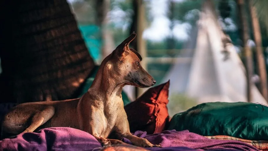 Dog relaxing in a well-ventilated, comfortable space during warm weather