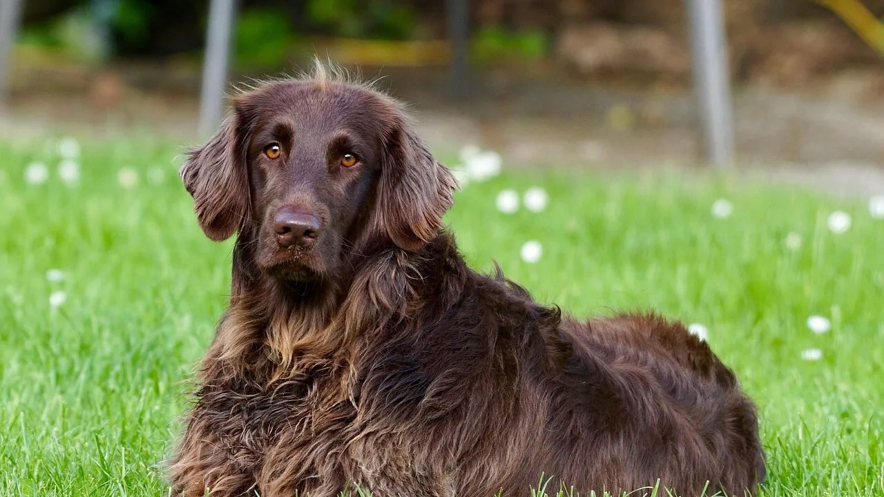 The Best Pet Cooling Mats for Every Dog and Cat