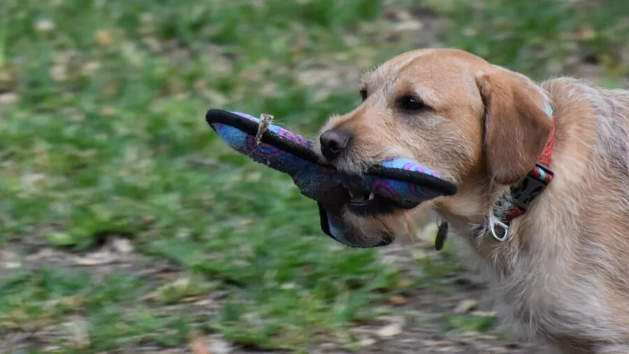 Dog running to catch ball in grassy field during outdoor playtime