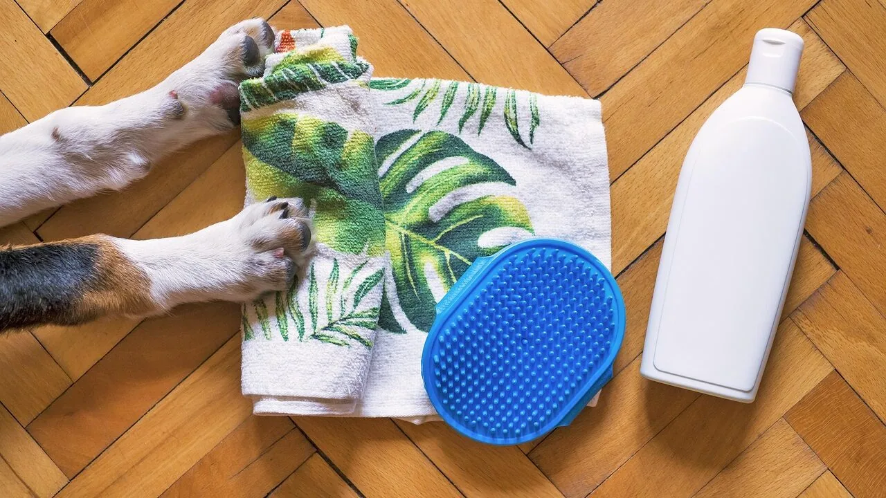 Dog shampoo bottle displayed next to wet dog being bathed