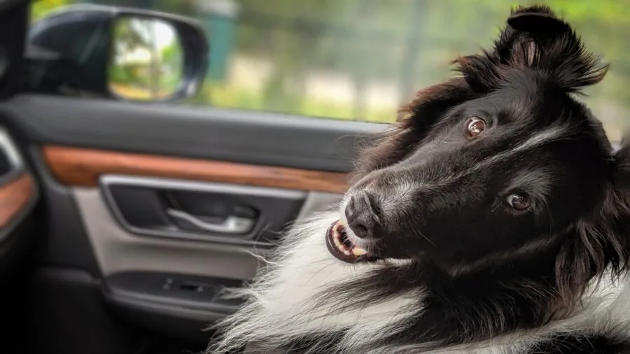 Dog sitting in car during road trip, looking out window with travel essentials visible