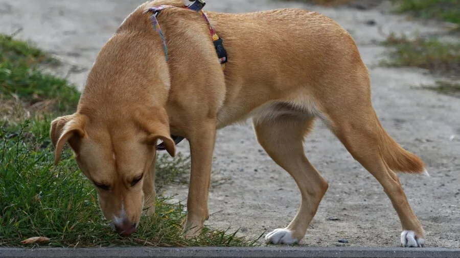Dog sniffing and playing in grass during outdoor playtime activity
