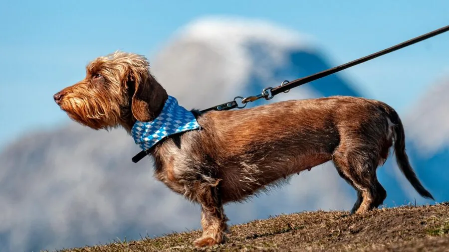 Dog straining against leash during outdoor walk, demonstrating pulling force and cable strength requirements