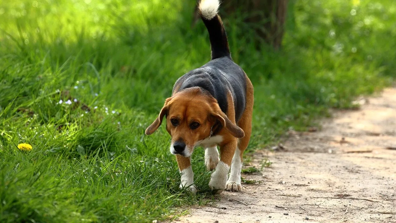 Dog Strollers Worth Buying for Every Size and Life Stage
