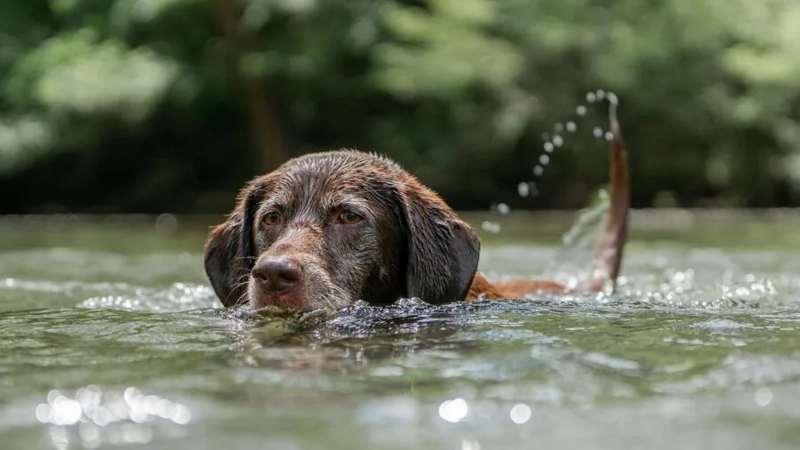 Dog swimming in calm water, head above surface, demonstrating proper water flotation and buoyancy control