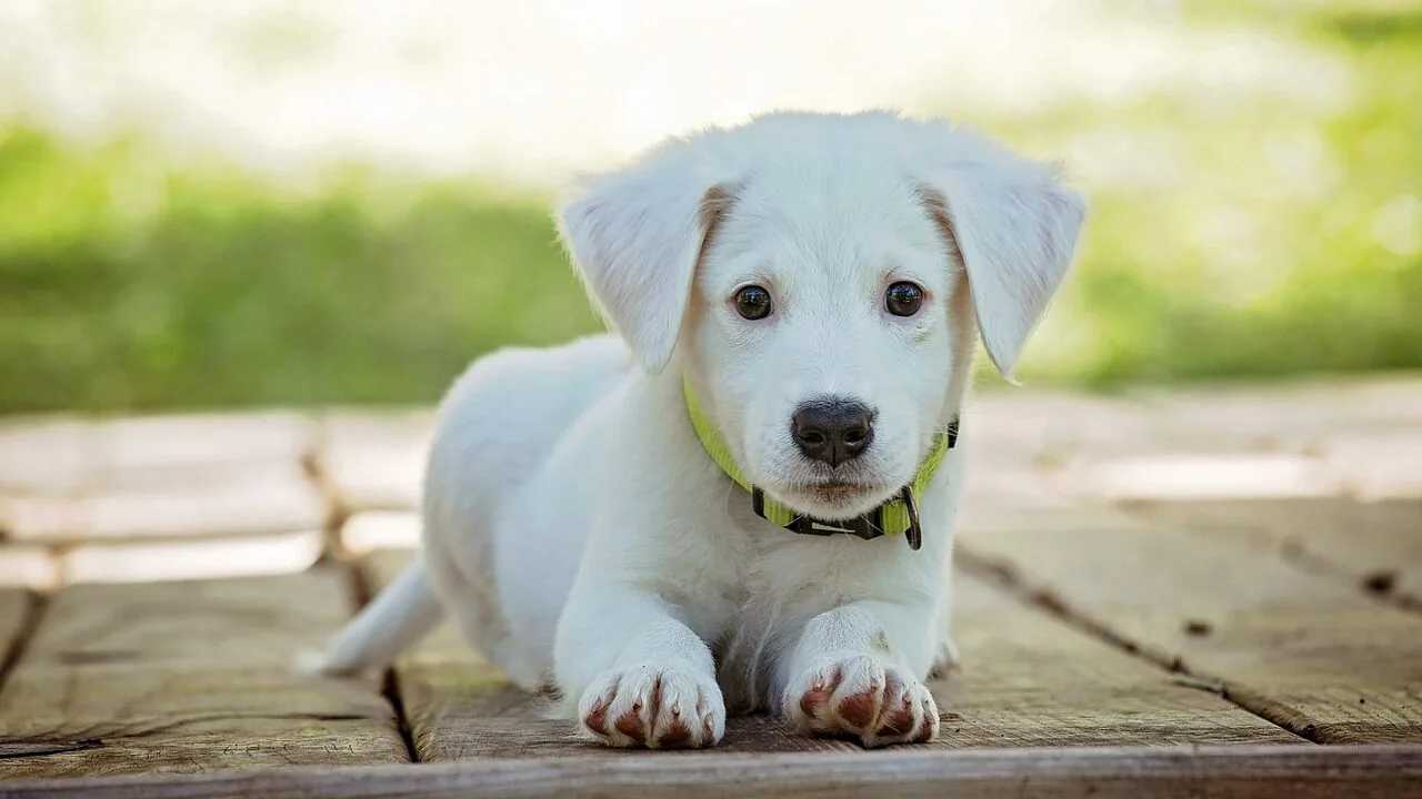 Dog Training Collars Worth Buying for Every Breed and Budget