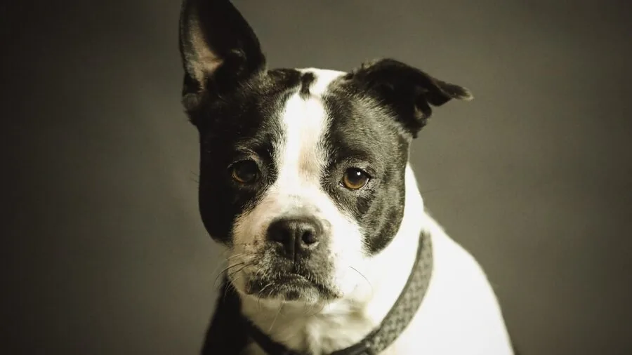 Dog wearing a personalized collar outdoors in natural daylight, showing identification tag details