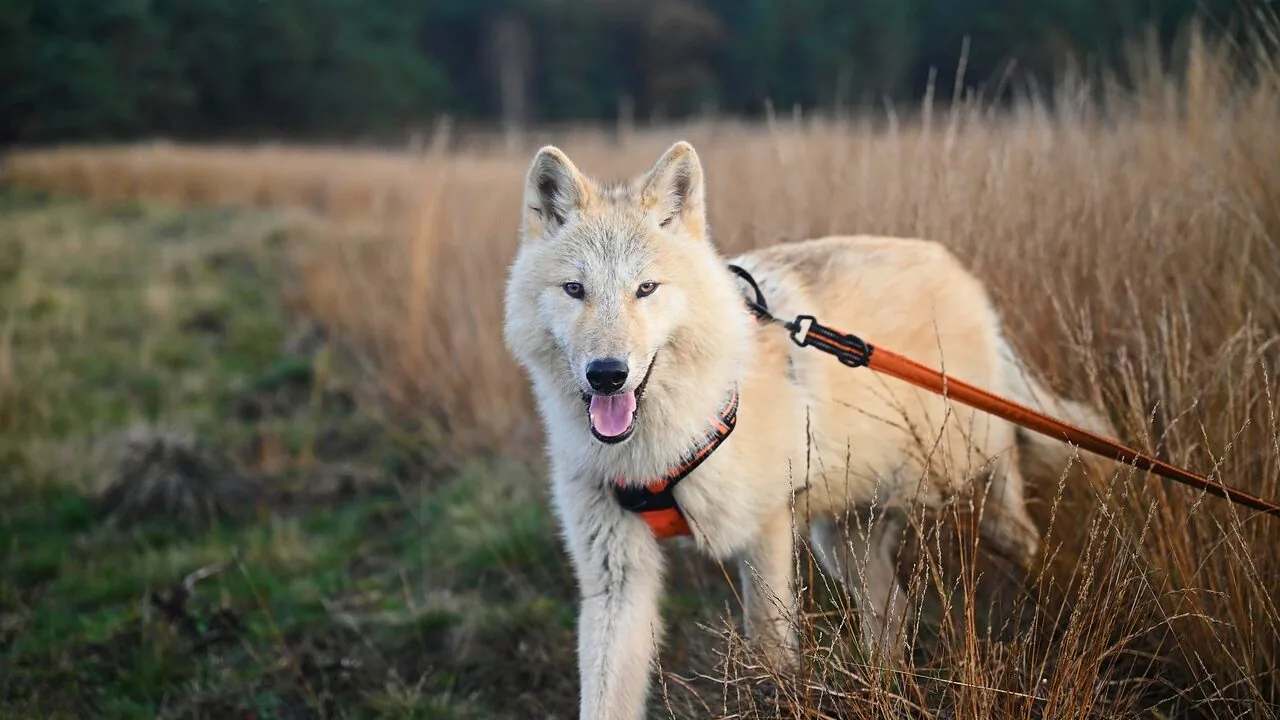 Dog wearing harness on outdoor walk