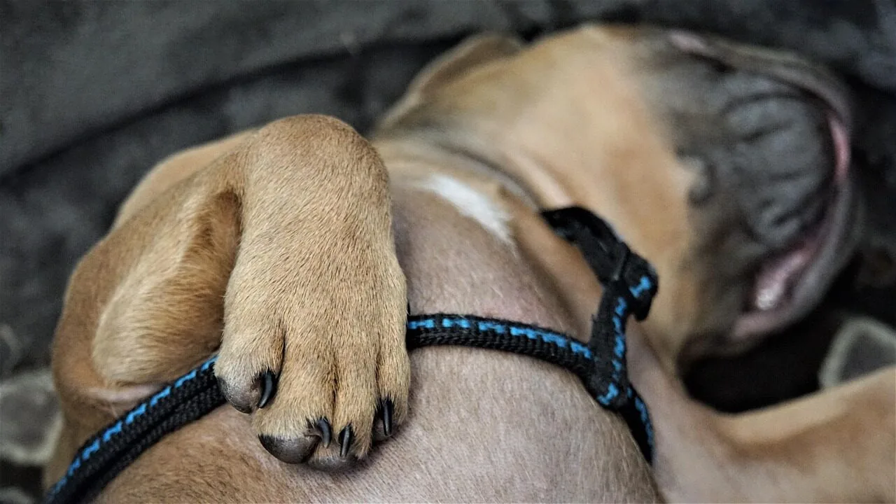 Dog Boots for Every Paw, Season, and Surface