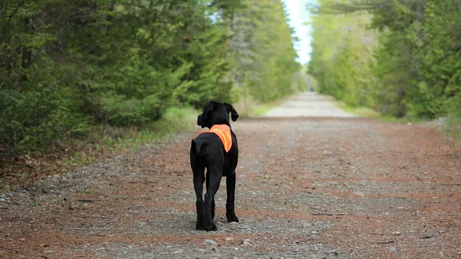 Dog wearing reflective gear on mountain hiking trail at dusk for visibility and safety