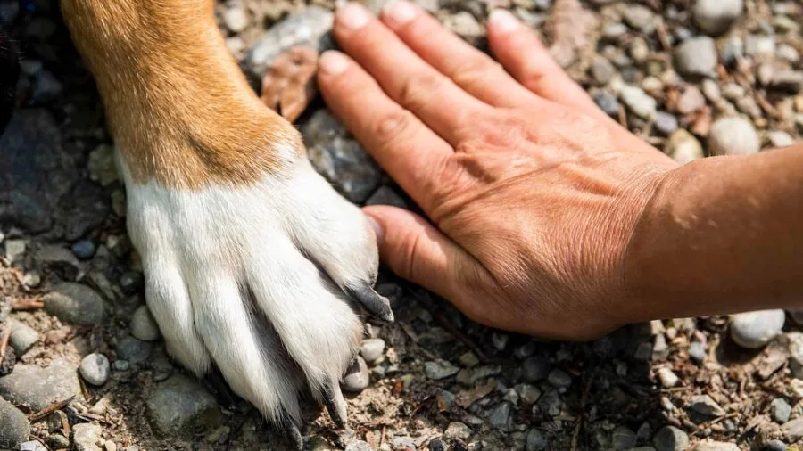 Dog with muddy paws playing outdoors in natural setting, lifestyle scene