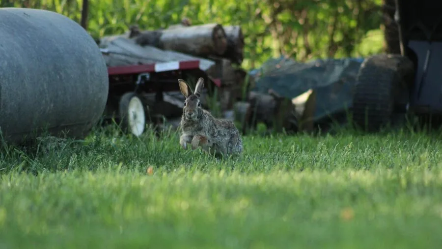 Elderly rabbit carefully hopping over a low barrier in a home setting