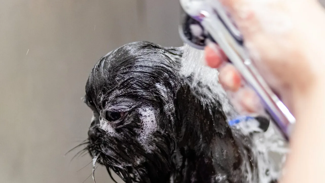 The Best Body Groomers for Every Man and Budget