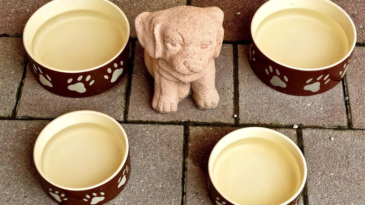 Elevated Dog Bowls for Every Breed and Feeding Style