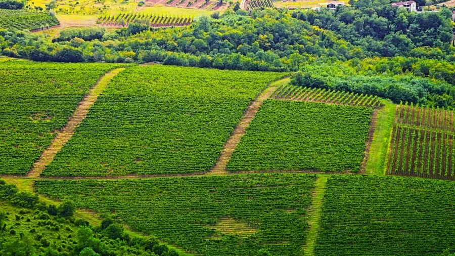Farmer examining organic crops in field during harvest, sustainable agriculture practices