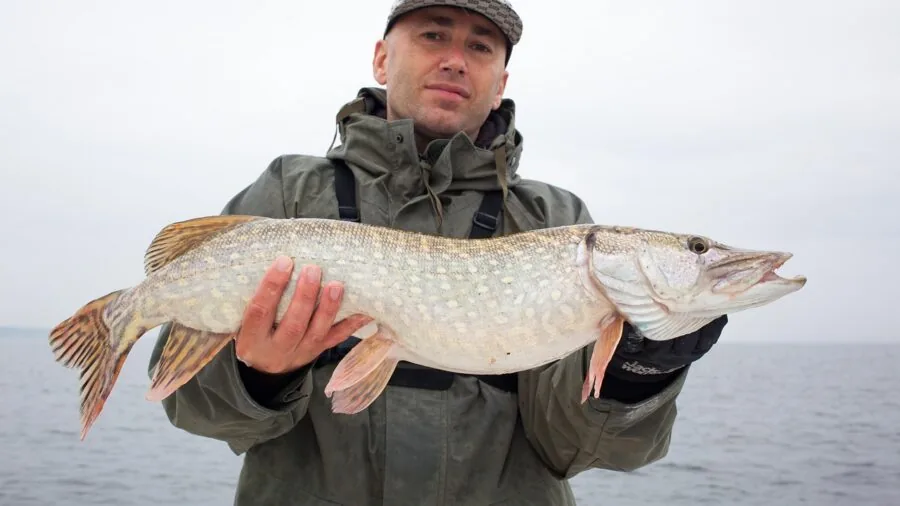 Fisherman displaying caught panfish and trout in natural outdoor setting