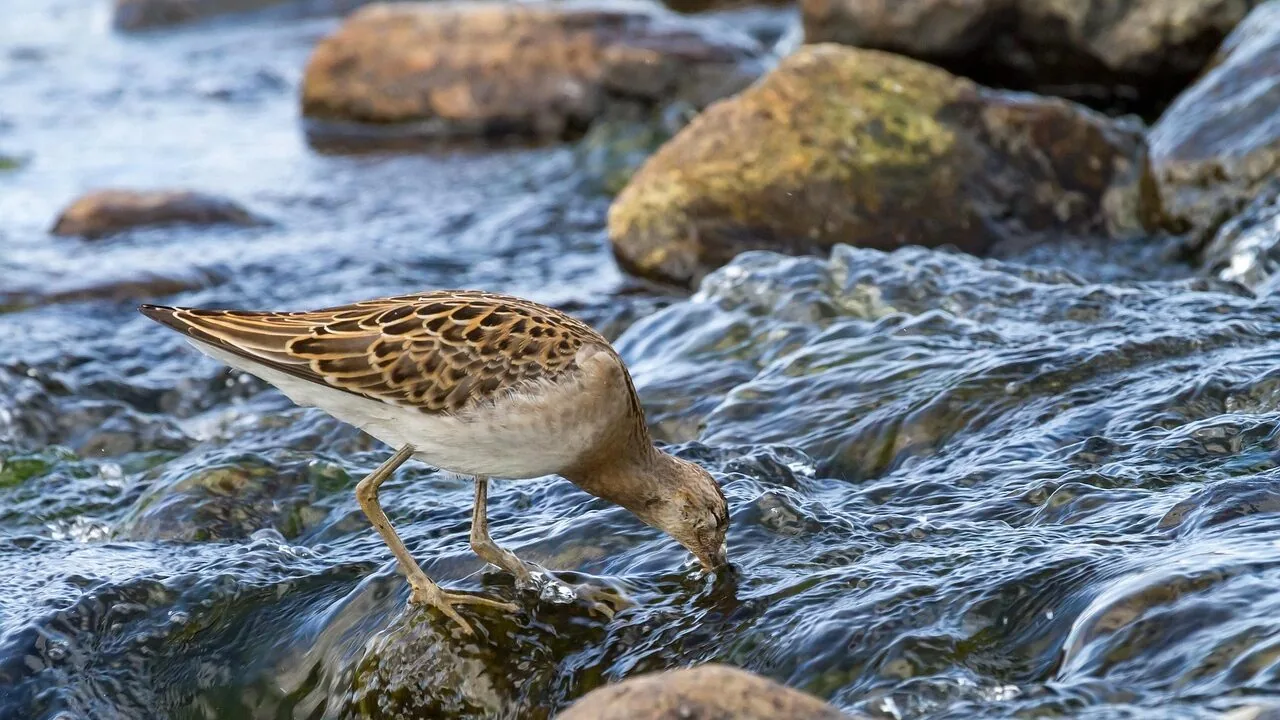 Fishing Waders Worth Buying for Every Angler and Budget