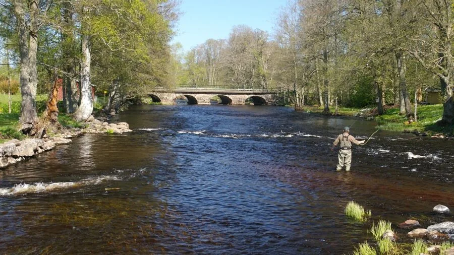 Fly fisherman casting line on scenic river with forested banks during daytime