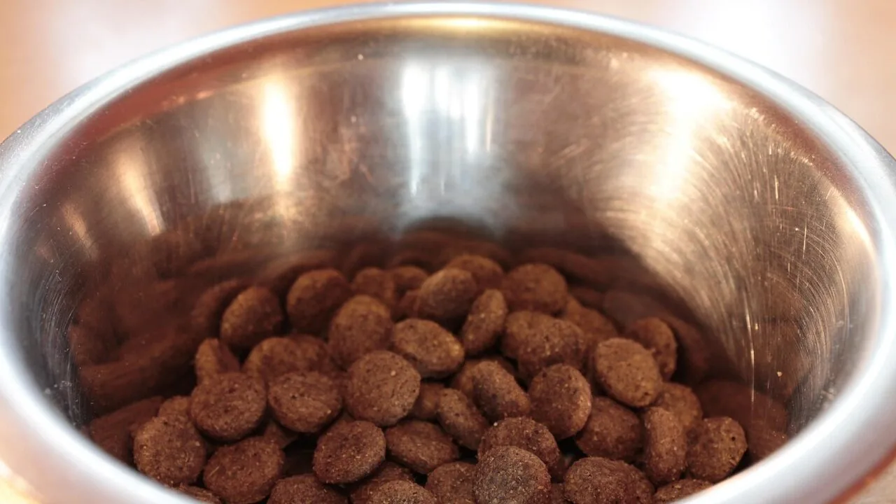 The Best Freeze-Dried Dog Foods for Every Dog and Budget