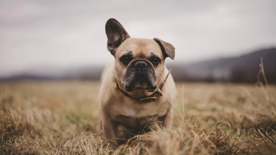 French Bulldog wearing a fitted sweater while playing in a grassy yard