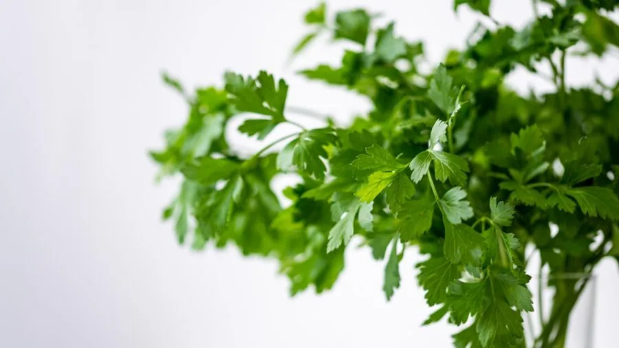 Fresh herbs being rinsed in a colander with water draining through holes into a sink