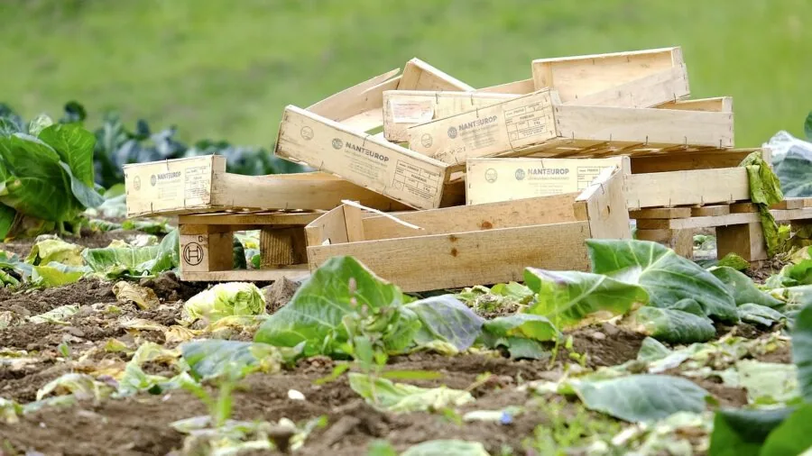 Fresh organic herbs growing in garden soil, representing natural agricultural practices and pesticide-free farming methods