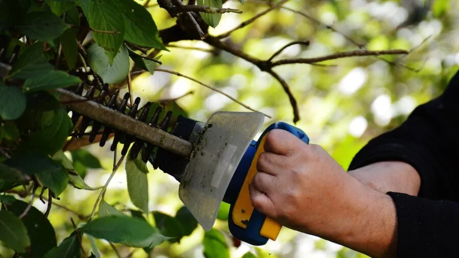 Gardener carefully trimming compact shrub hedge with precision around garden obstacles