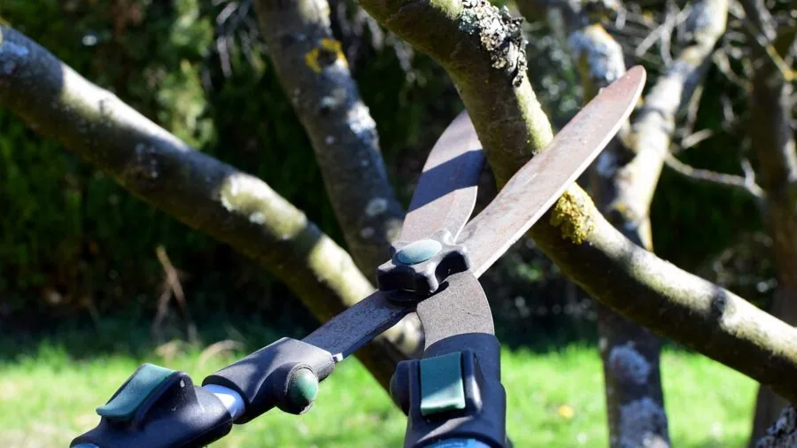Gardener holding hedge trimmer with both hands while trimming green hedge in sunny backyard