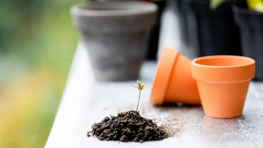 Gardener kneeling in soil while planting vegetables in raised garden bed
