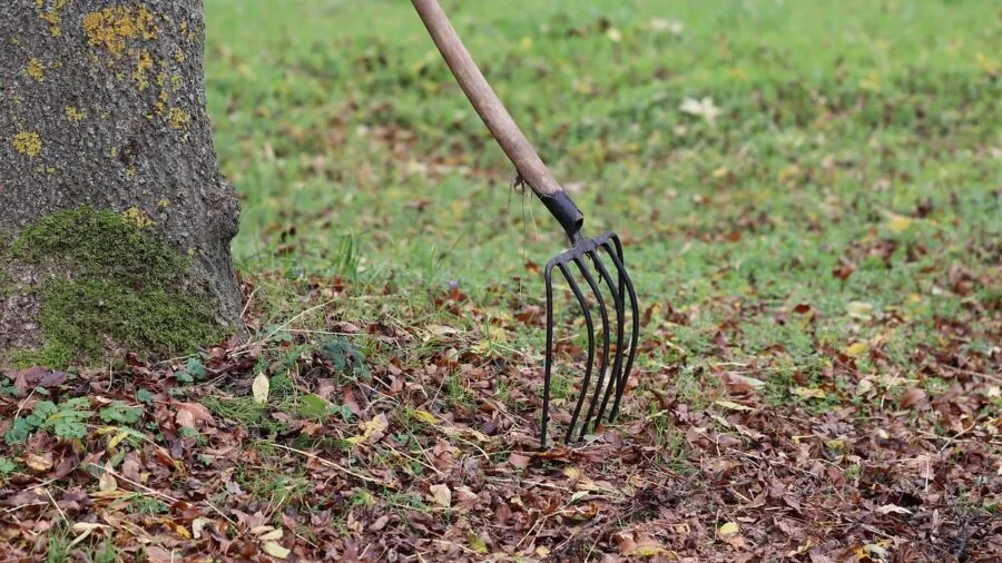 Gardener raking soil in vegetable garden during spring preparation work
