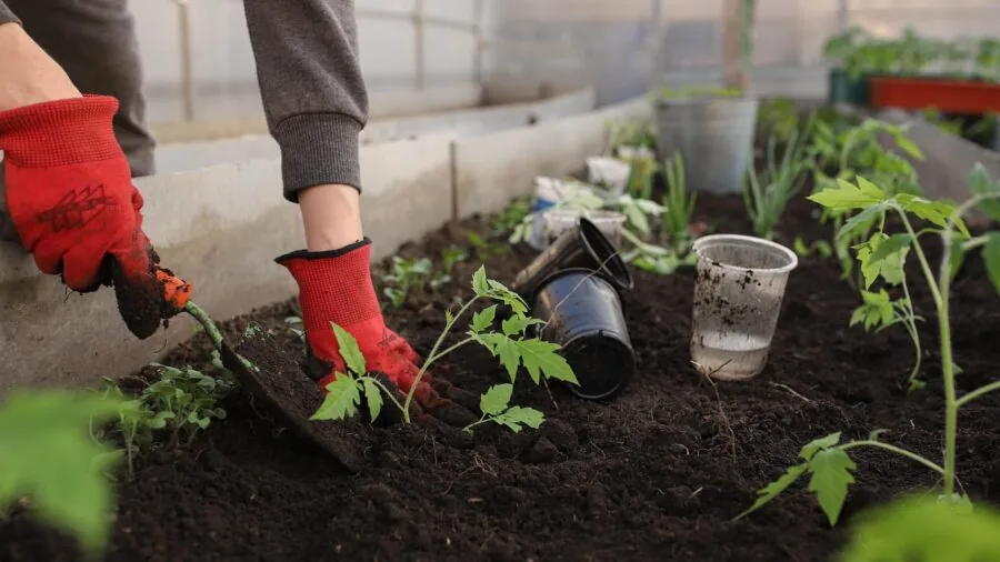 Gardener using round-point shovel to dig through rich soil in vegetable garden bed