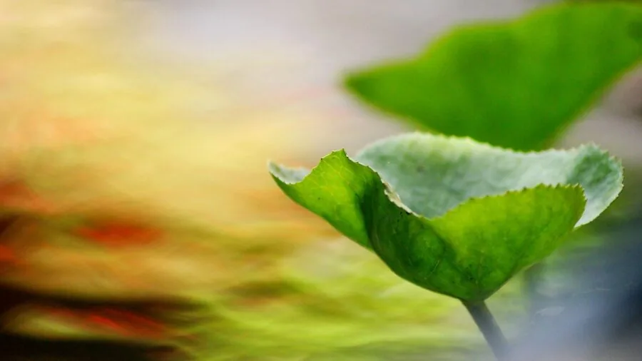 Gardener watering plants in home garden during morning routine