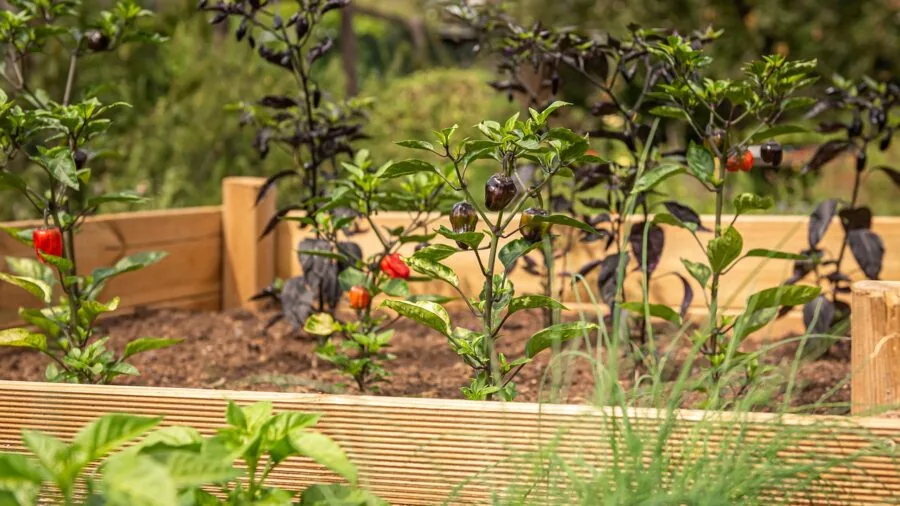 Gardener working in a raised steel garden bed with soil and plants in natural daylight