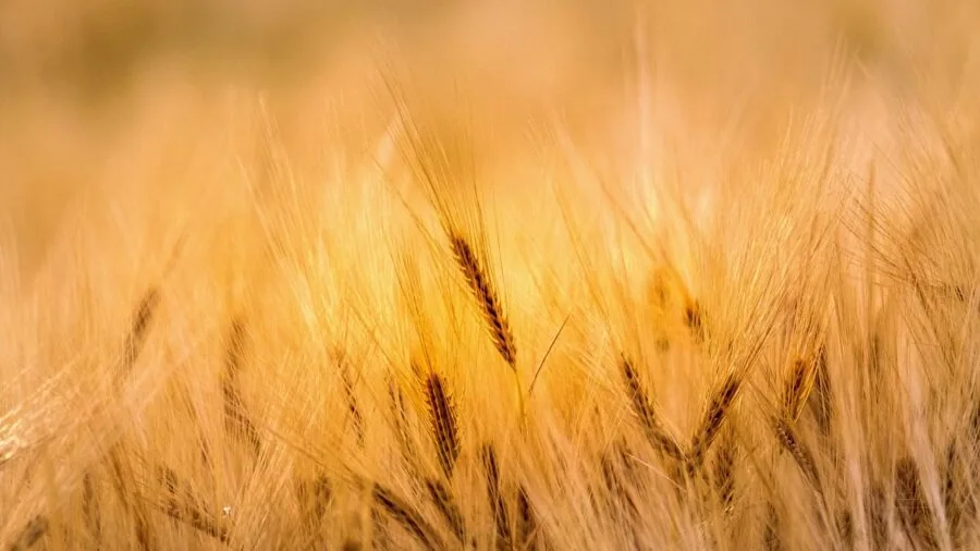 Golden flax fields in bloom across a European rural landscape during summer harvest season