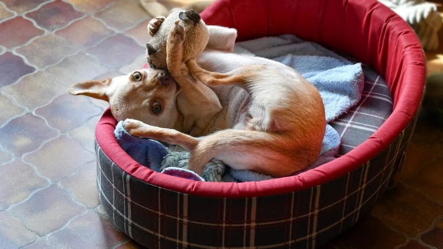 Golden retriever engaged with puzzle toy on living room floor during indoor playtime