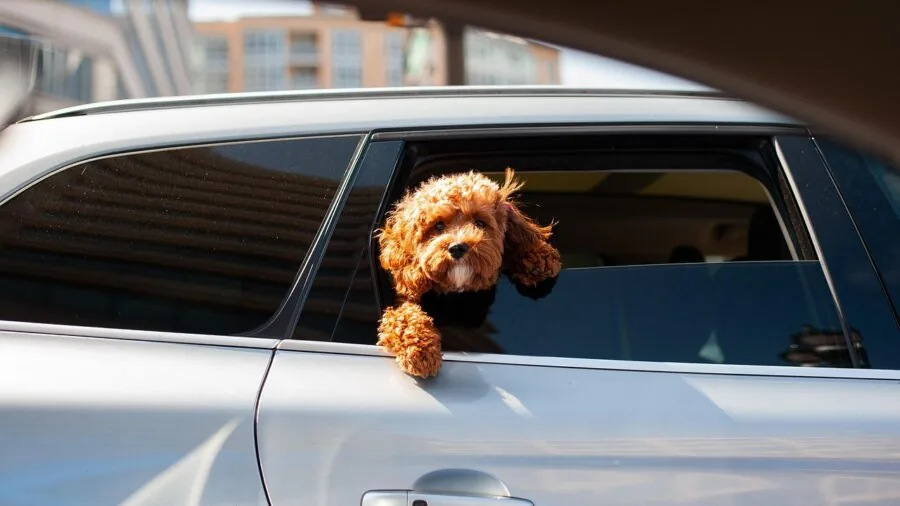 Golden retriever enjoying fresh air through car window during road trip