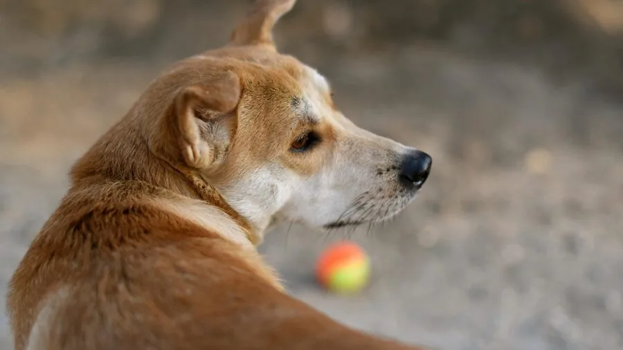 Golden retriever enjoying playtime with a durable toy in a sunny backyard setting