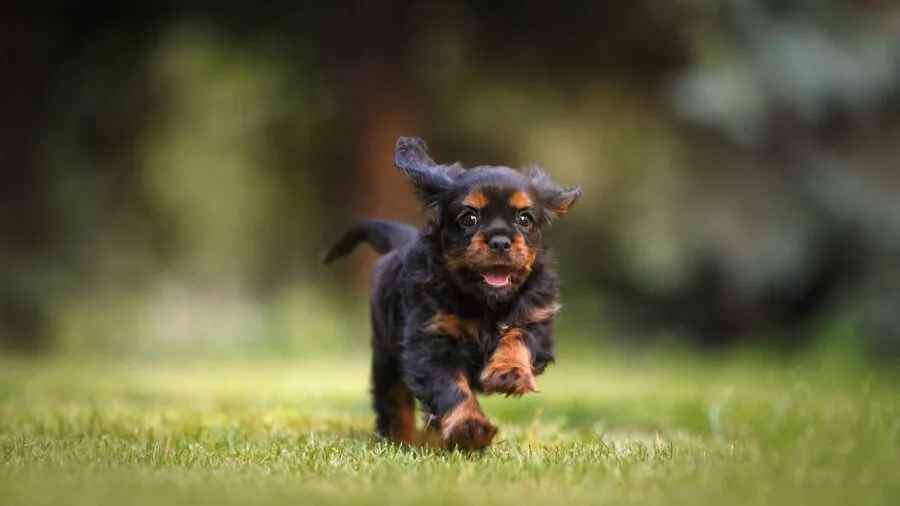 Golden retriever playing fetch in a fenced backyard garden during daytime