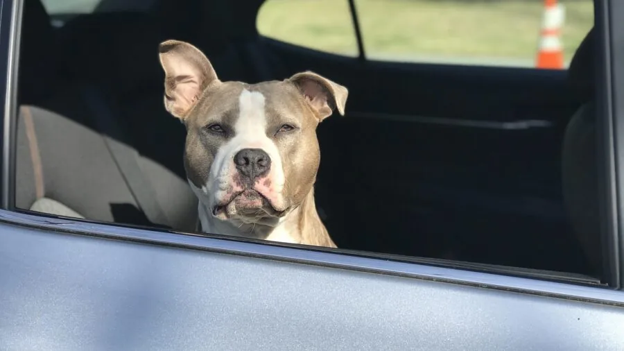 Golden retriever sitting on back seat of car during road trip