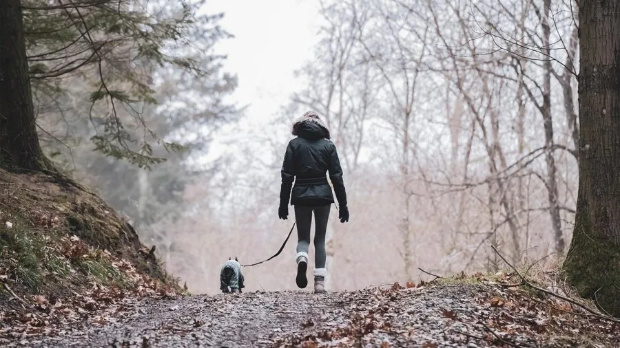 Golden retriever wearing backpack hiking on mountain trail with owner in natural landscape