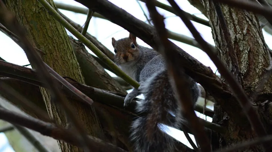 Gray squirrel leaping between tree branches in a suburban backyard setting