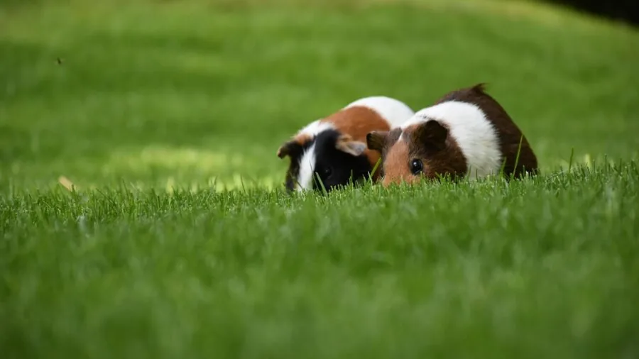 Guinea pig exploring spacious cage with plenty of floor space for movement and enrichment