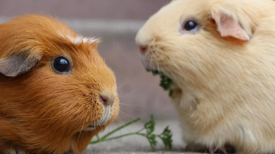 Guinea pig gnawing on natural wood toy, demonstrating natural chewing behavior and need for durable materials