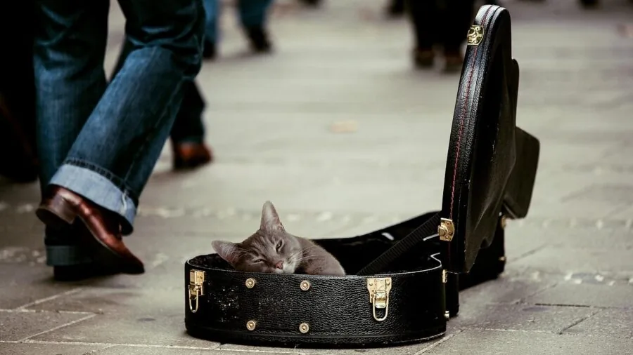 Guitarist examining different guitar cases and gig bags for protection and portability comparison